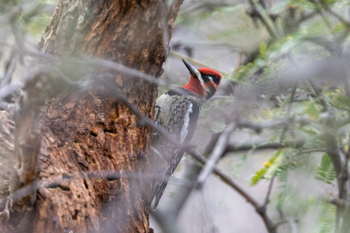 Red-naped x Red-breasted Sapsucker (hybrid) - ML649816911