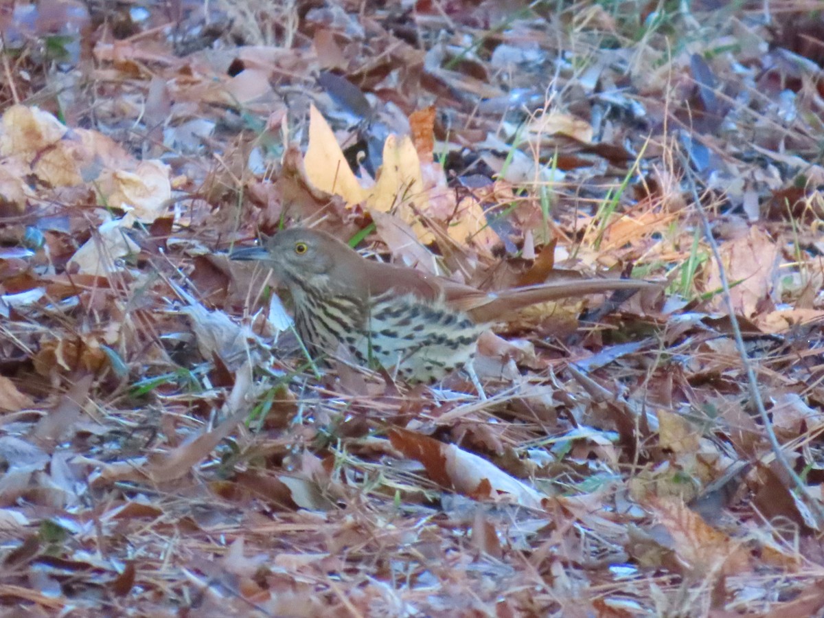 Brown Thrasher - ML649816942