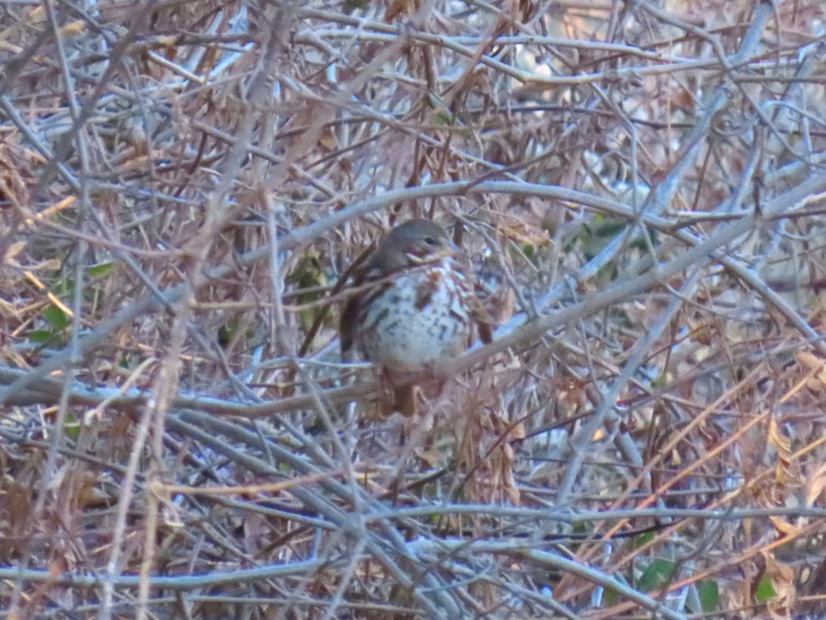 Fox Sparrow - ML649816960