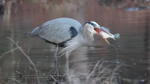 Great Blue Heron - ML649816968