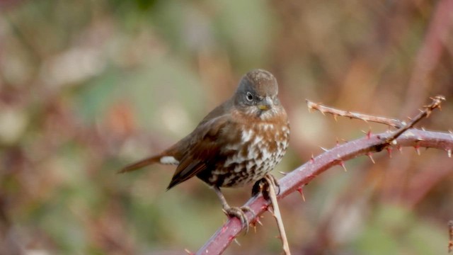 Fox Sparrow (Sooty x Red) - ML649817091