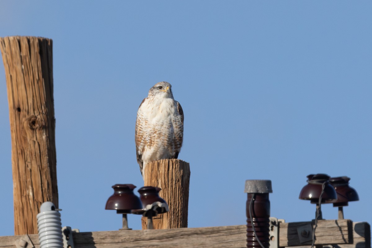Ferruginous Hawk - ML649817220