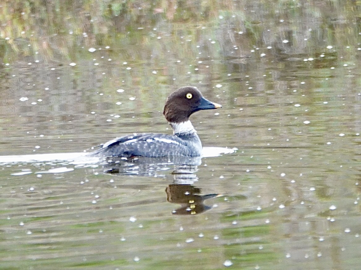 California Bird Atlas Checklist - 28 Jan 2026 - Bolsa Chica Ecological ...