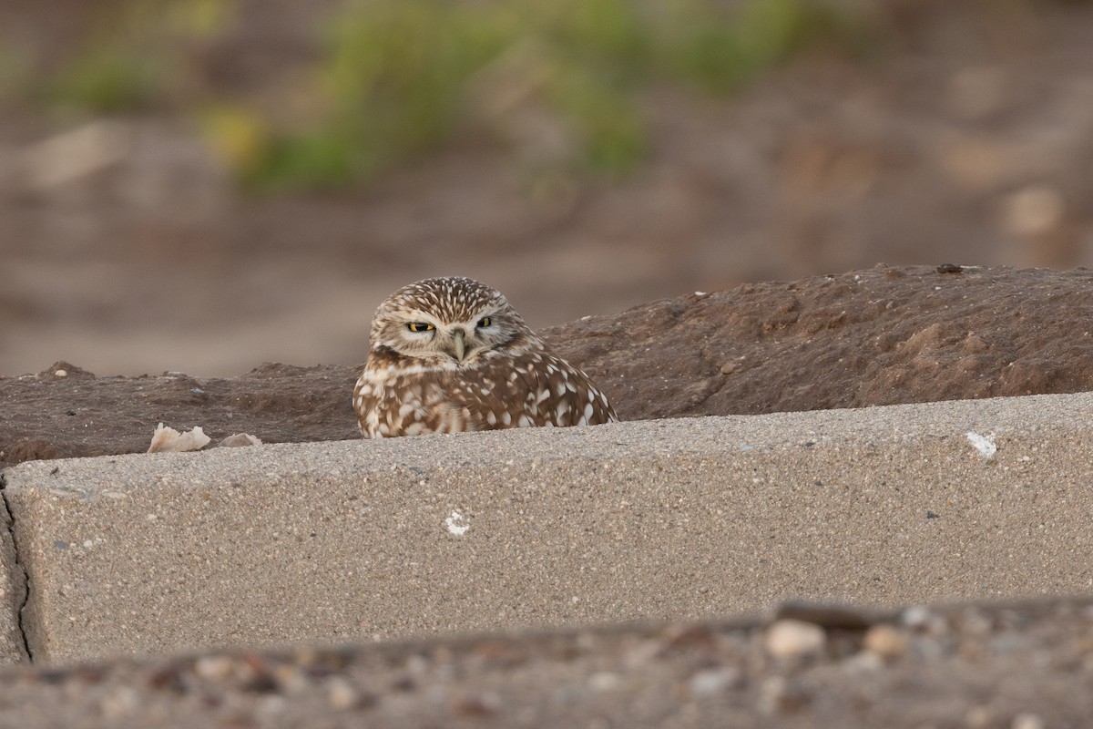 Burrowing Owl - ML649817270