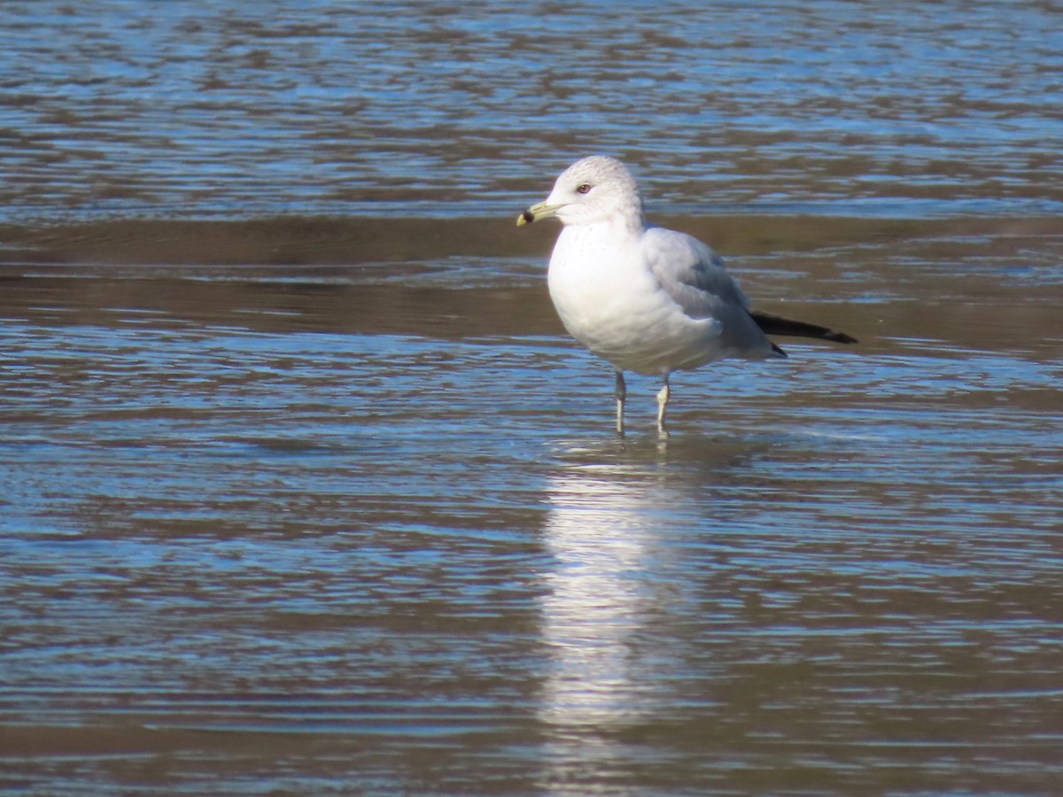 Ring-billed Gull - ML649817319