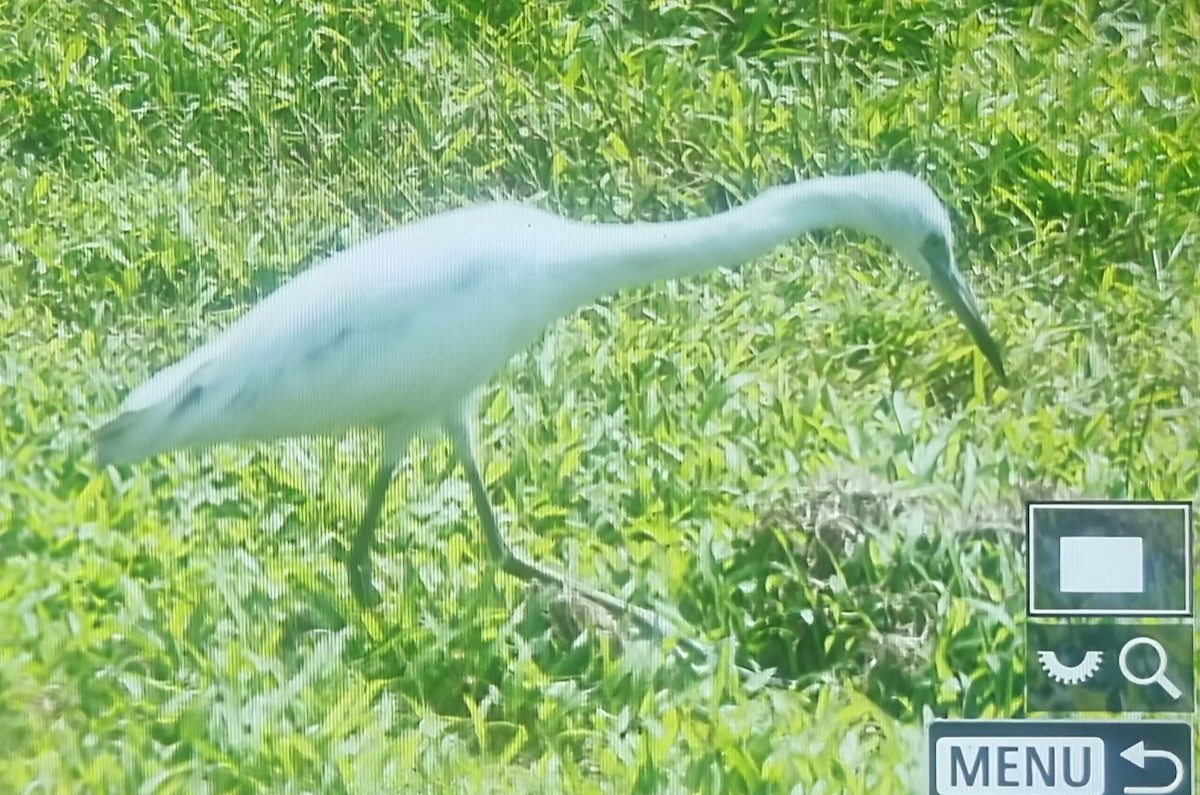 Little Blue Heron - ML649817341