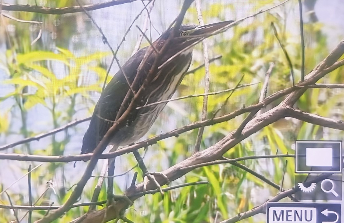 Green Heron - ML649817345