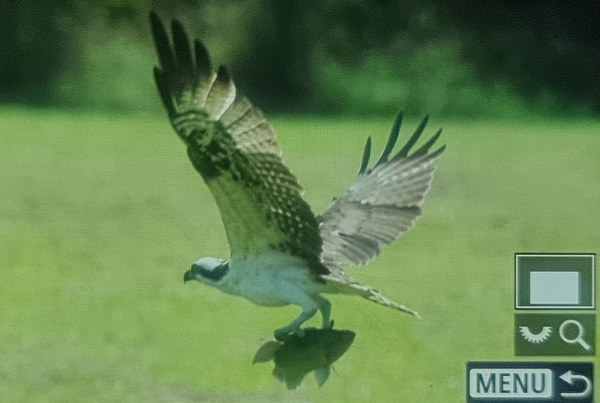 Osprey (American) - ML649817357