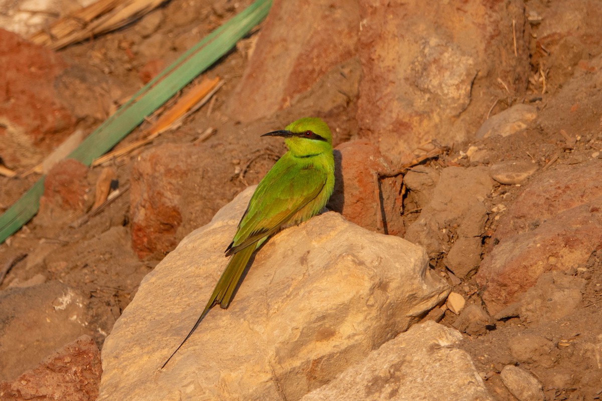 African Green Bee-eater - ML649817360