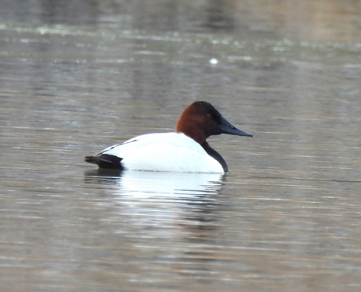 Попелюх довгодзьобий - ML649818473