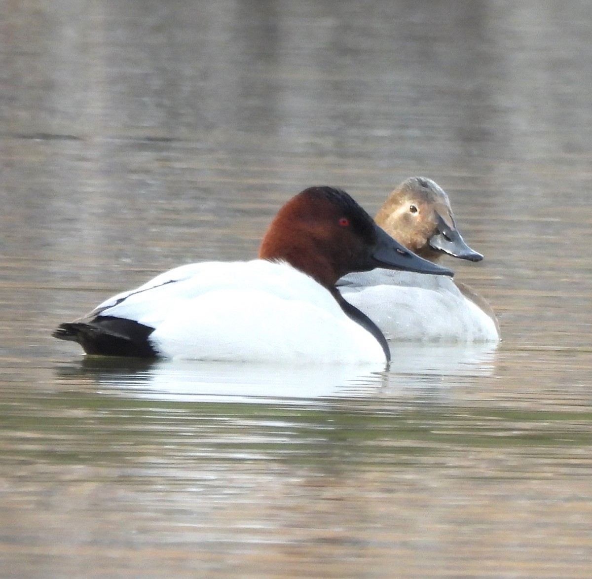 Попелюх довгодзьобий - ML649818478