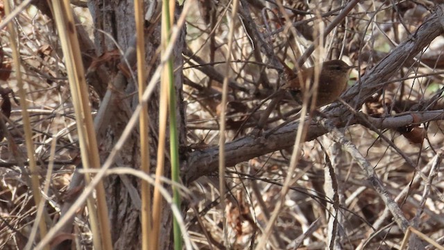 フユミソサザイ - ML649818527