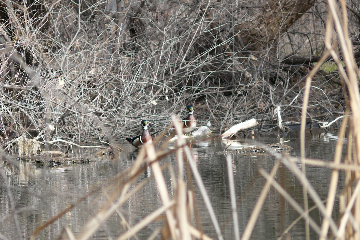 Каролинская утка - ML649819091