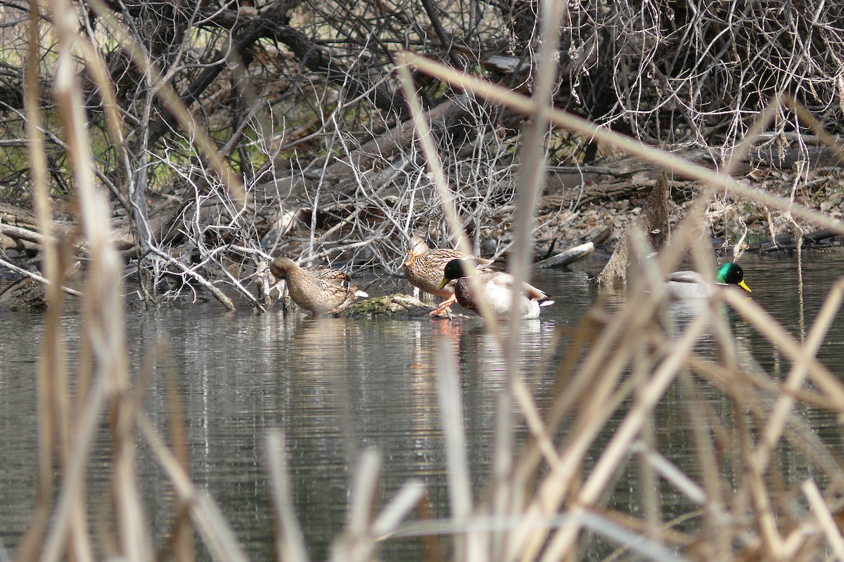 Кряква - ML649819112