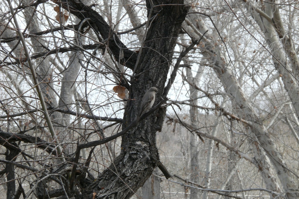 Горный кларино - ML649819247