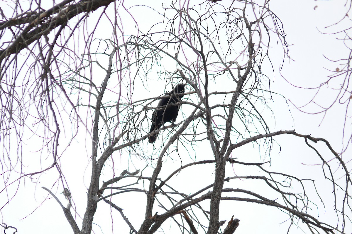 Ворон - ML649819354