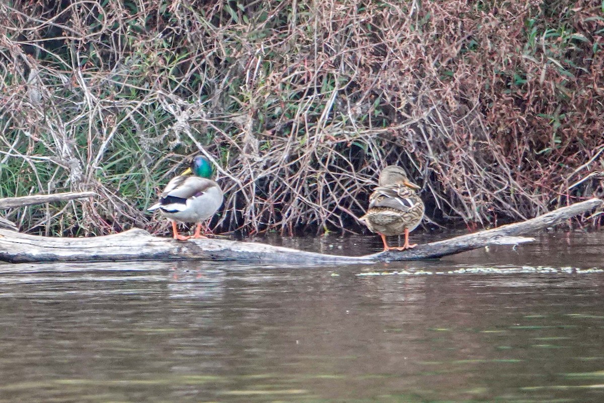 Stockente - ML649819366