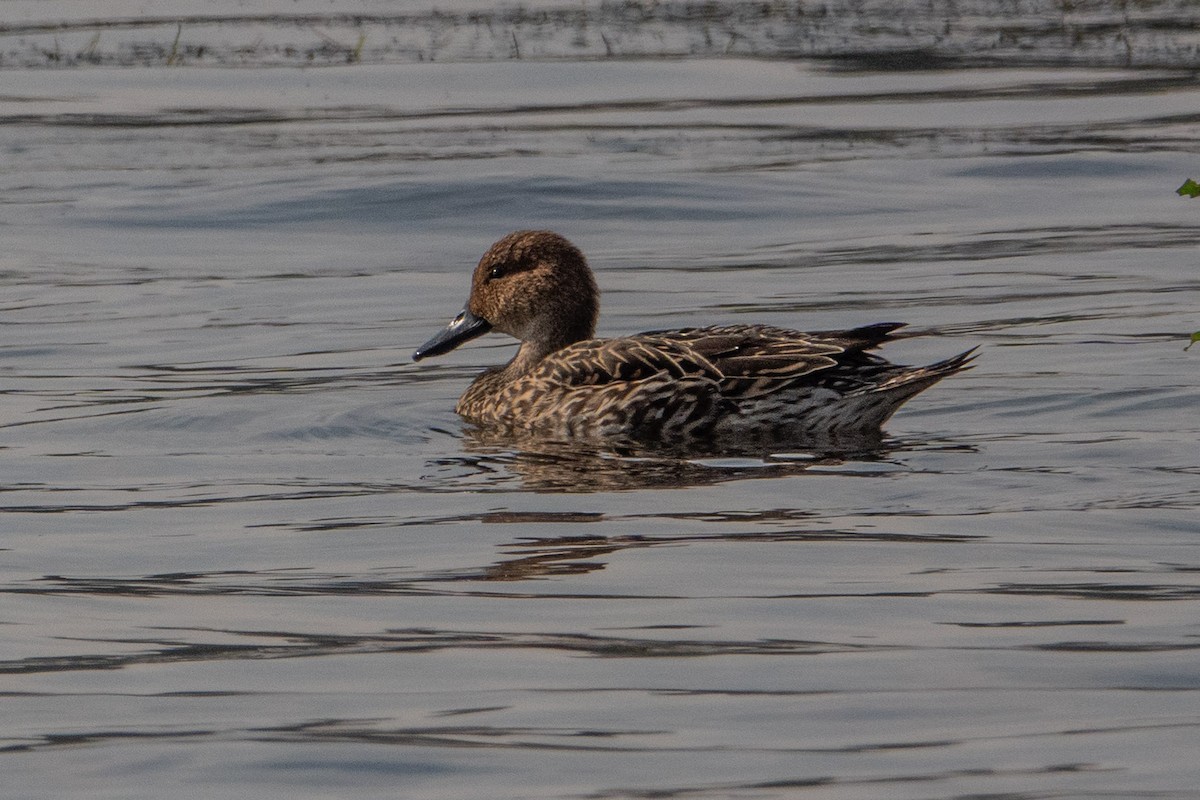 Spießente - ML649819372