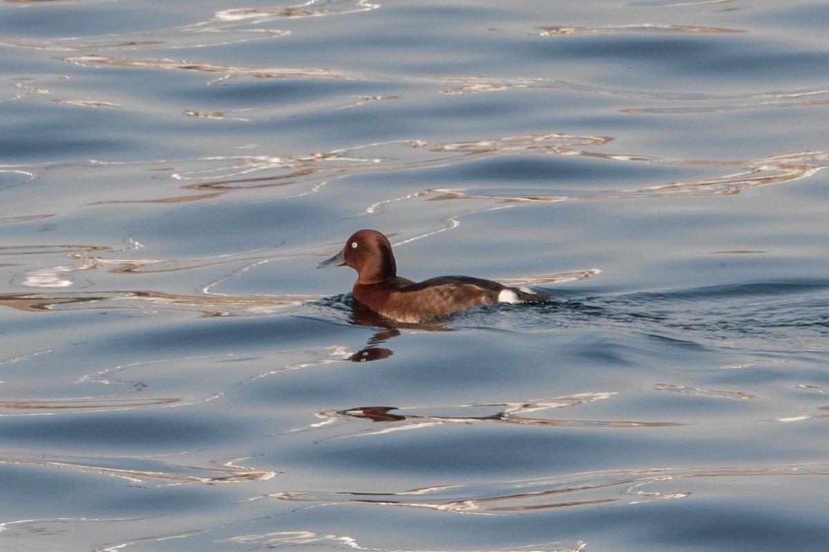 Moorente - ML649819435