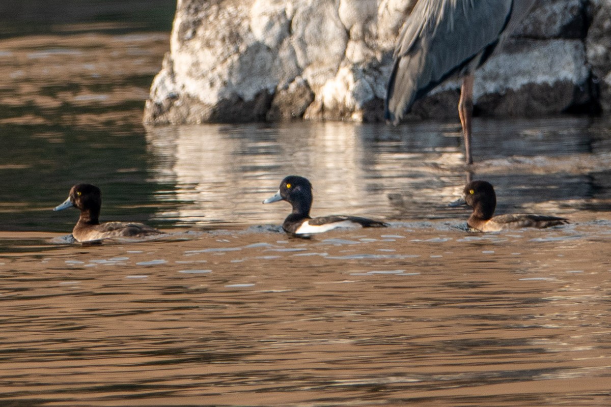 Reiherente - ML649819464