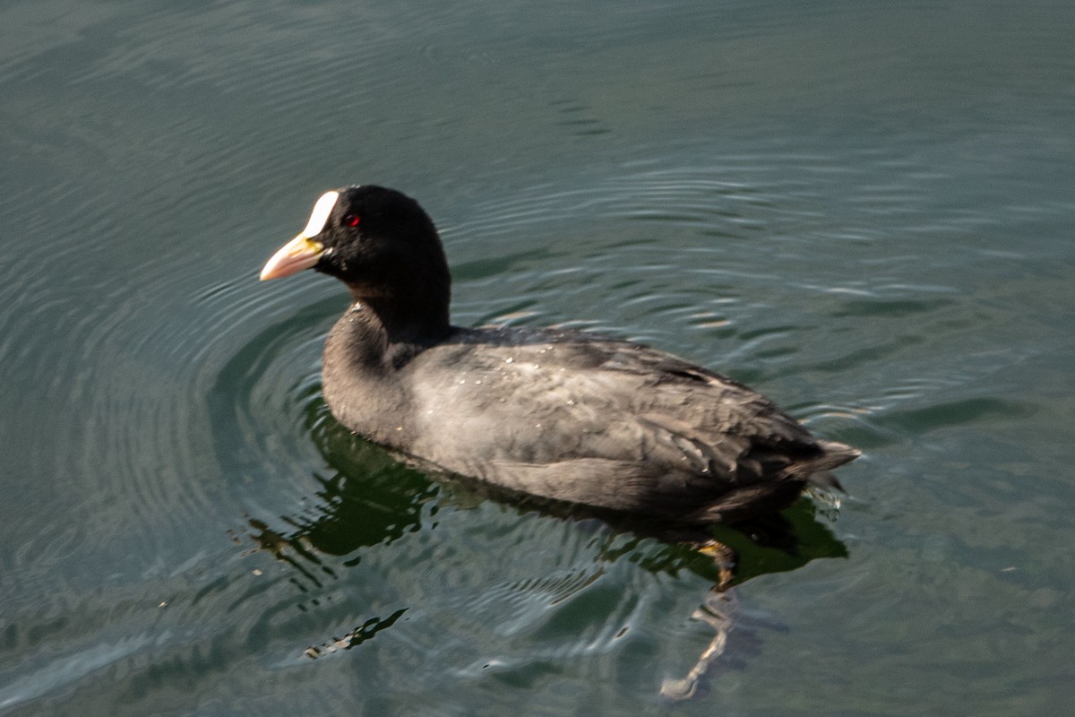 Blässhuhn - ML649819501