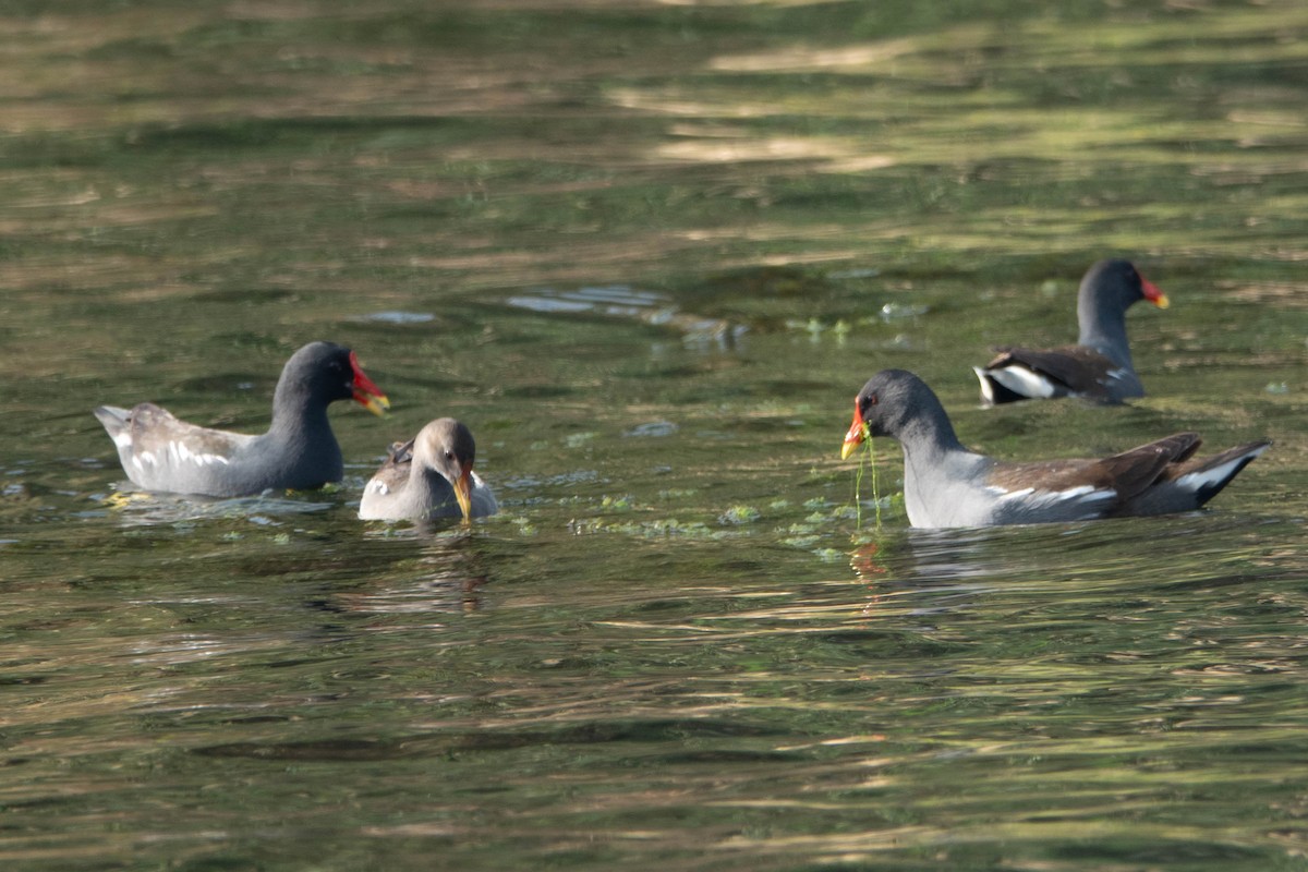 Teichhuhn - ML649819509