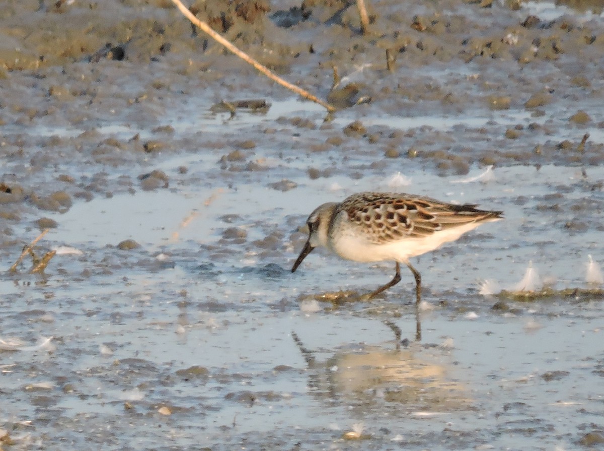 Western Sandpiper - Daniel Casey