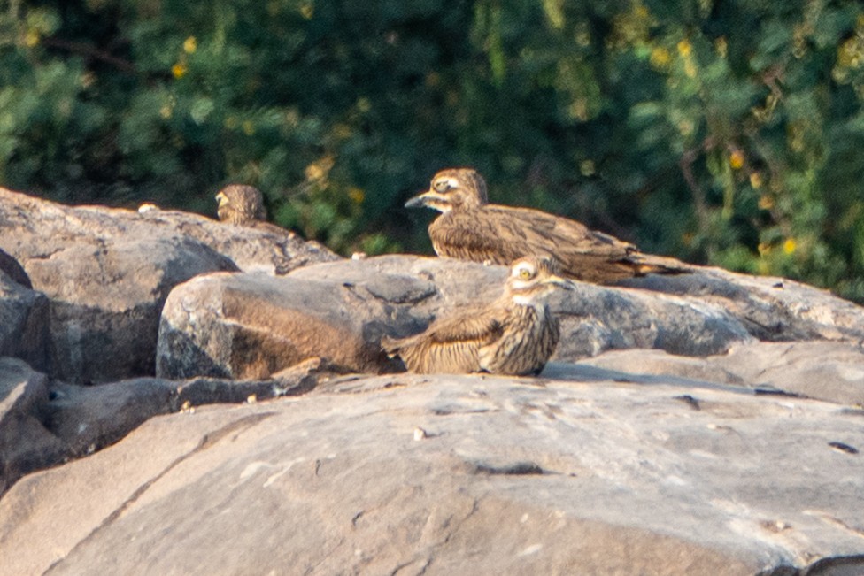 Senegaltriel - ML649819533