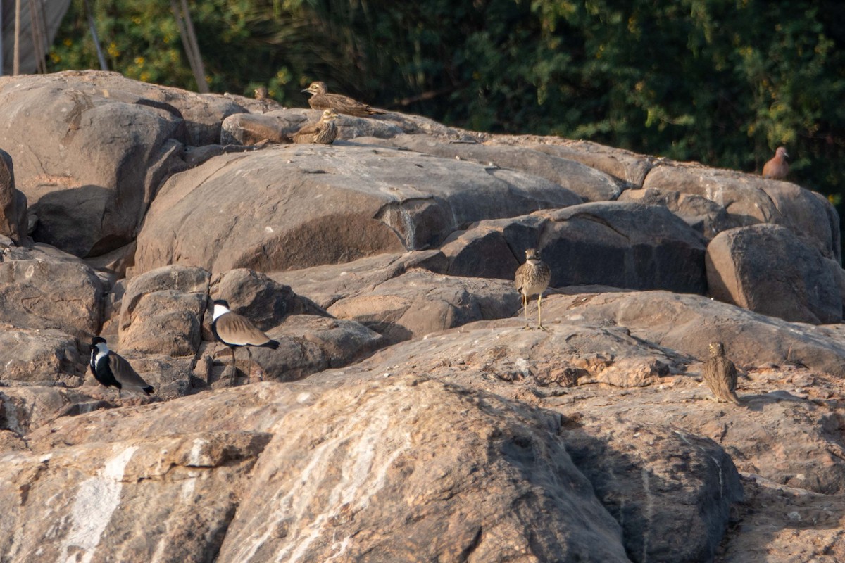 Senegaltriel - ML649819534