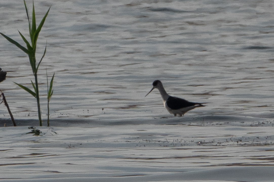 Stelzenläufer - ML649819548