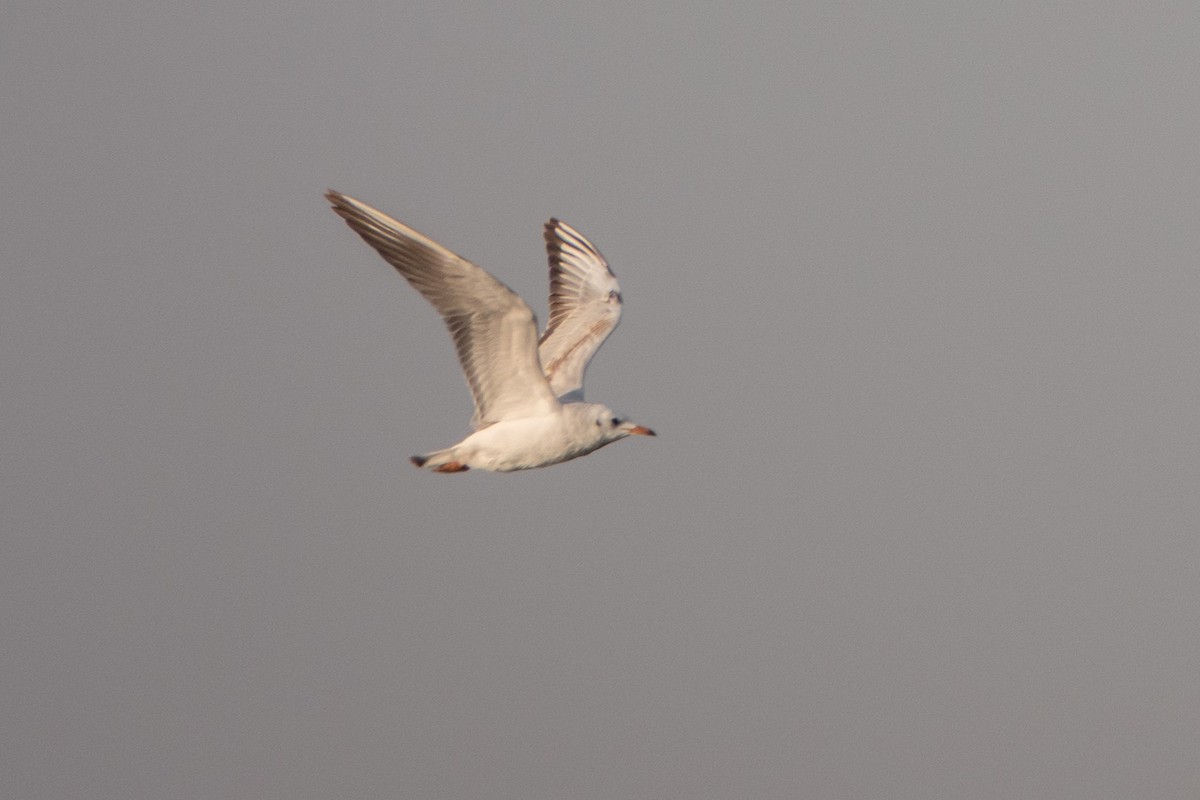 Lachmöwe - ML649819580