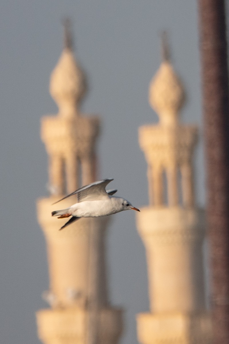 Lachmöwe - ML649819581