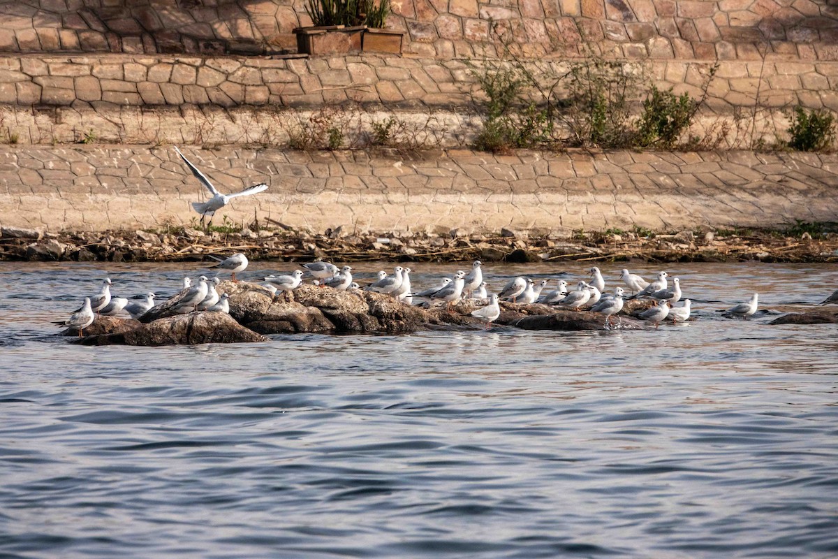 Lachmöwe - ML649819582