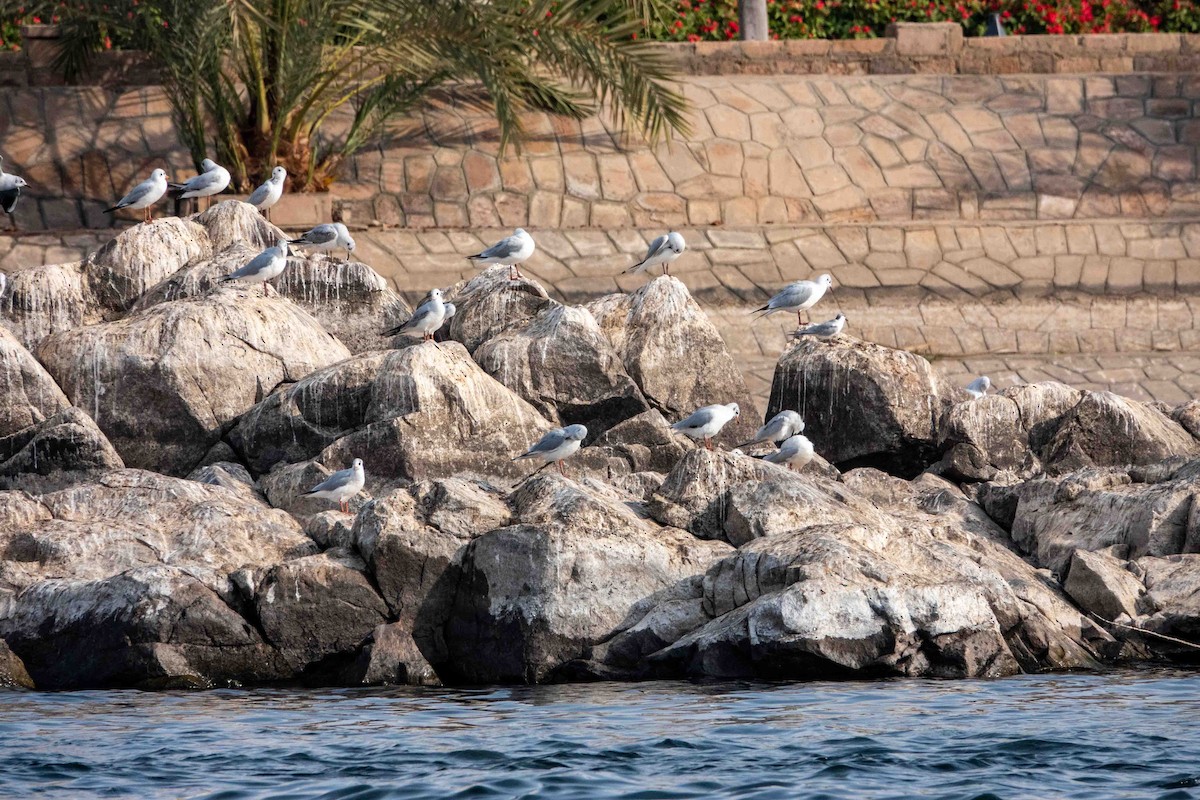 Lachmöwe - ML649819583