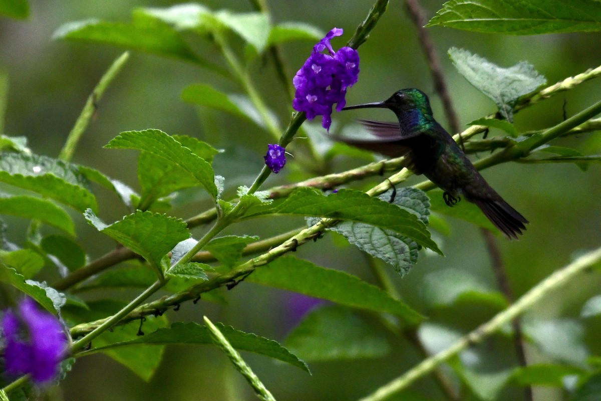Charming Hummingbird - ML649819615