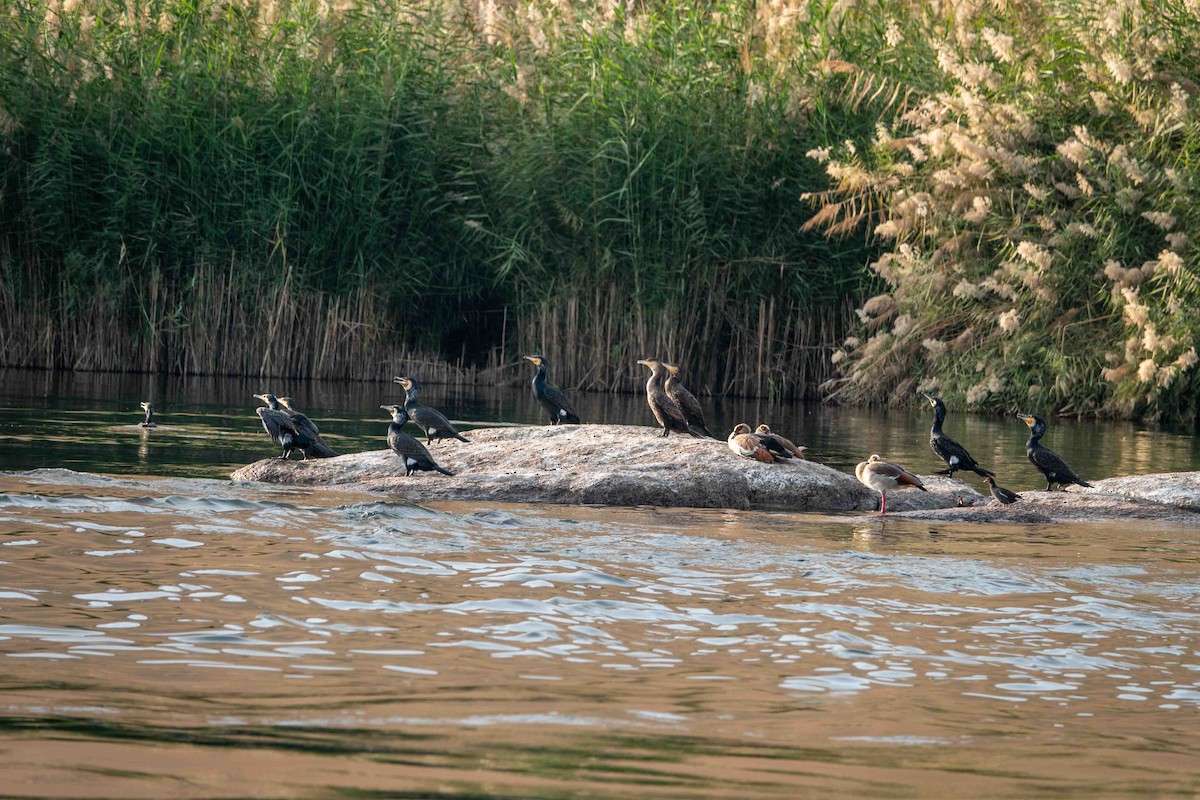 Kormoran - ML649819645