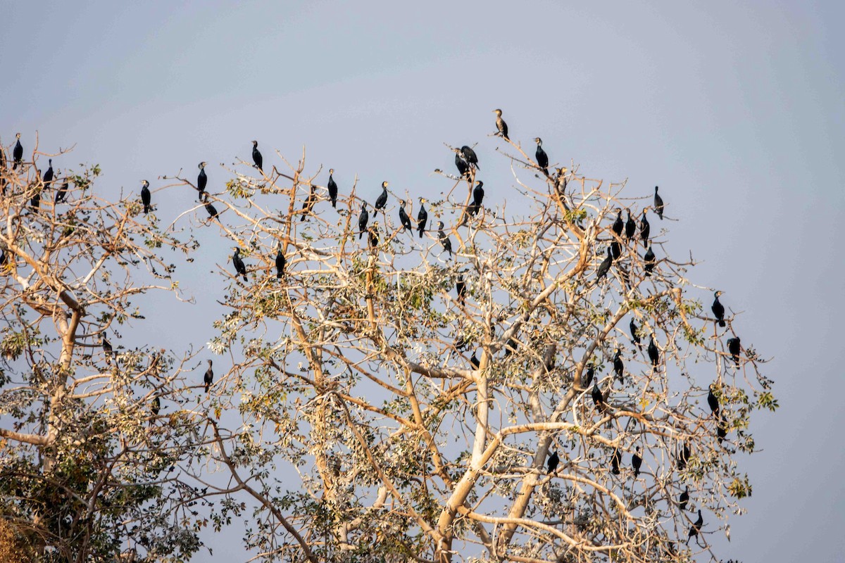 Kormoran - ML649819647