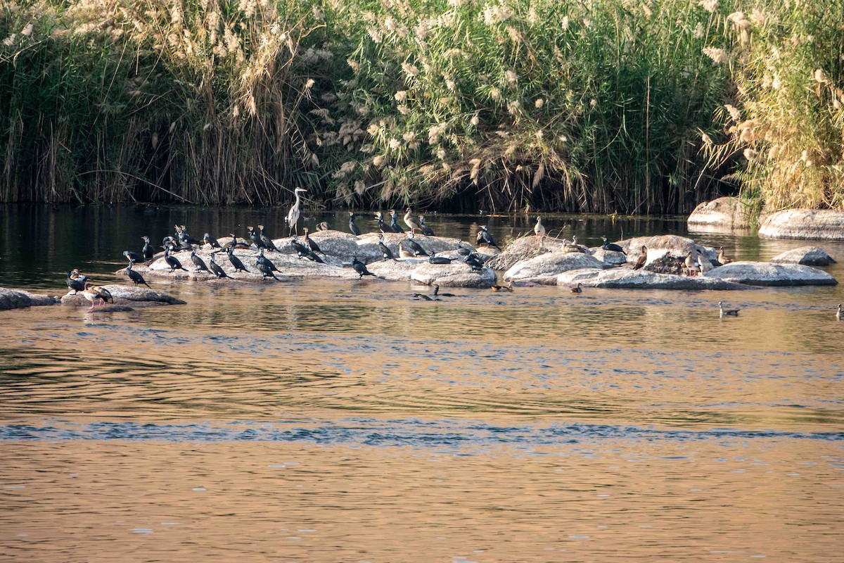 Kormoran - ML649819648