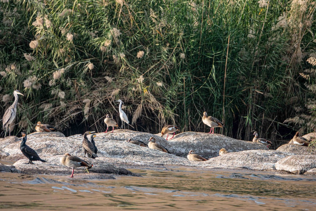 Seidenreiher - ML649819665