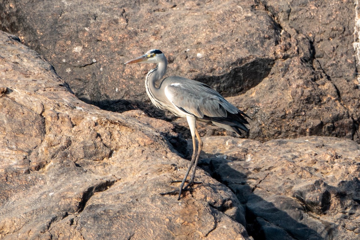 Graureiher - ML649819674