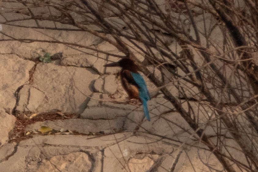 Braunliest - ML649819688