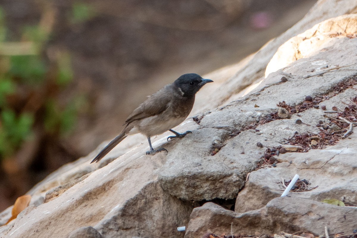 Graubülbül - ML649819706