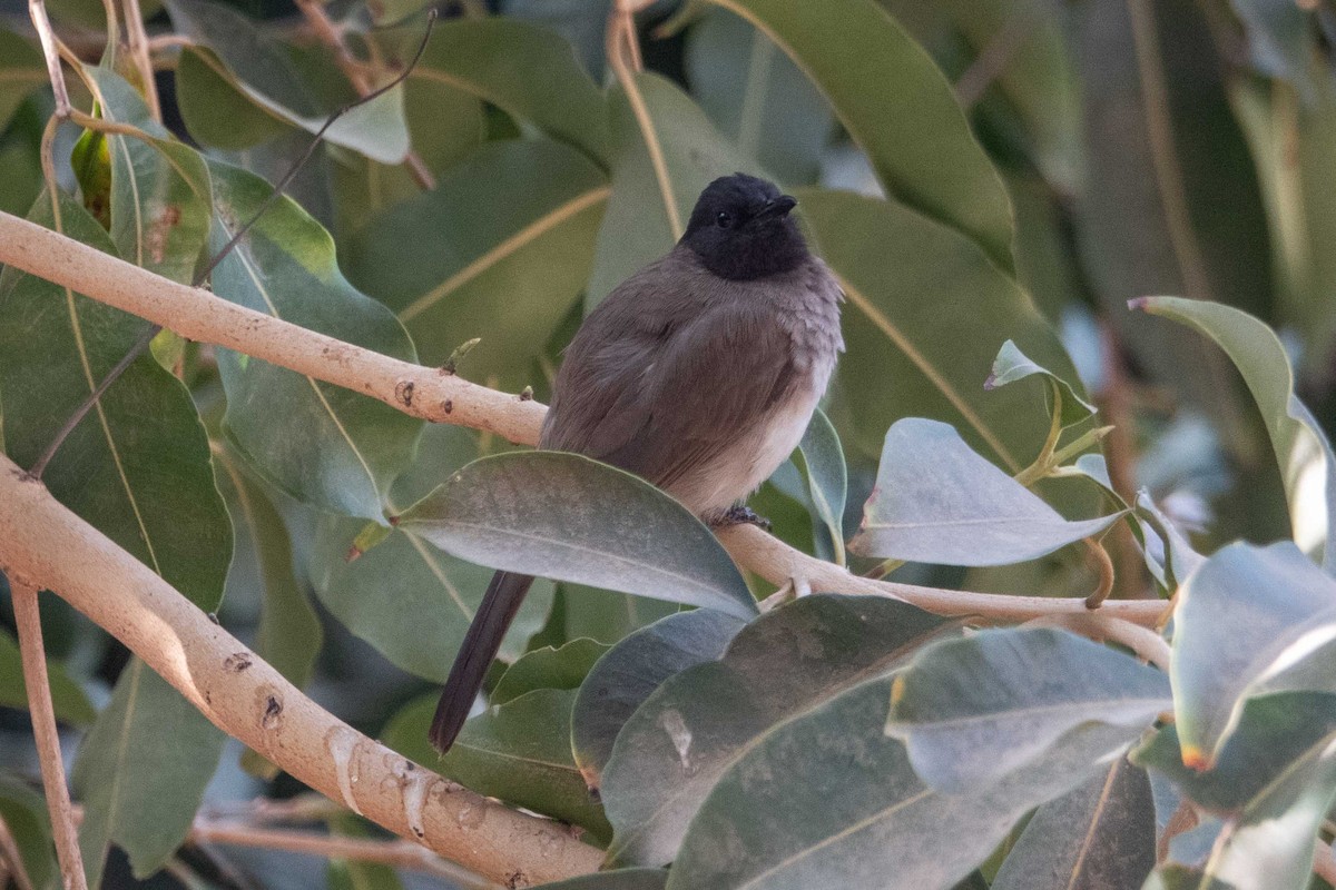 Graubülbül - ML649819707
