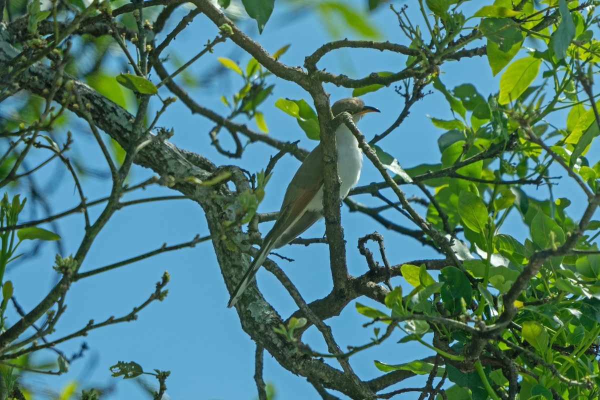 gulnebbgjøk - ML649819736