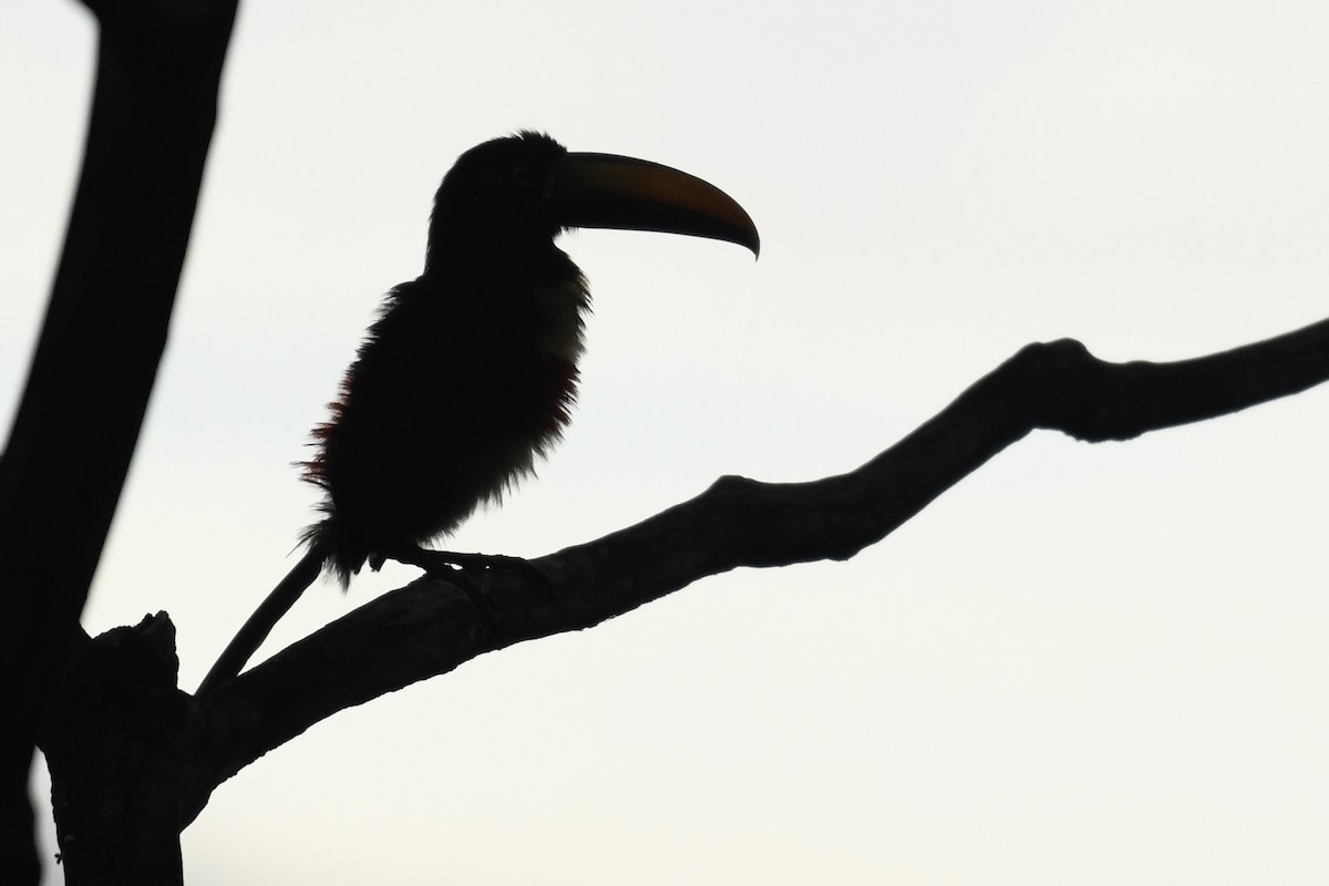 Fiery-billed Aracari - ML649819741