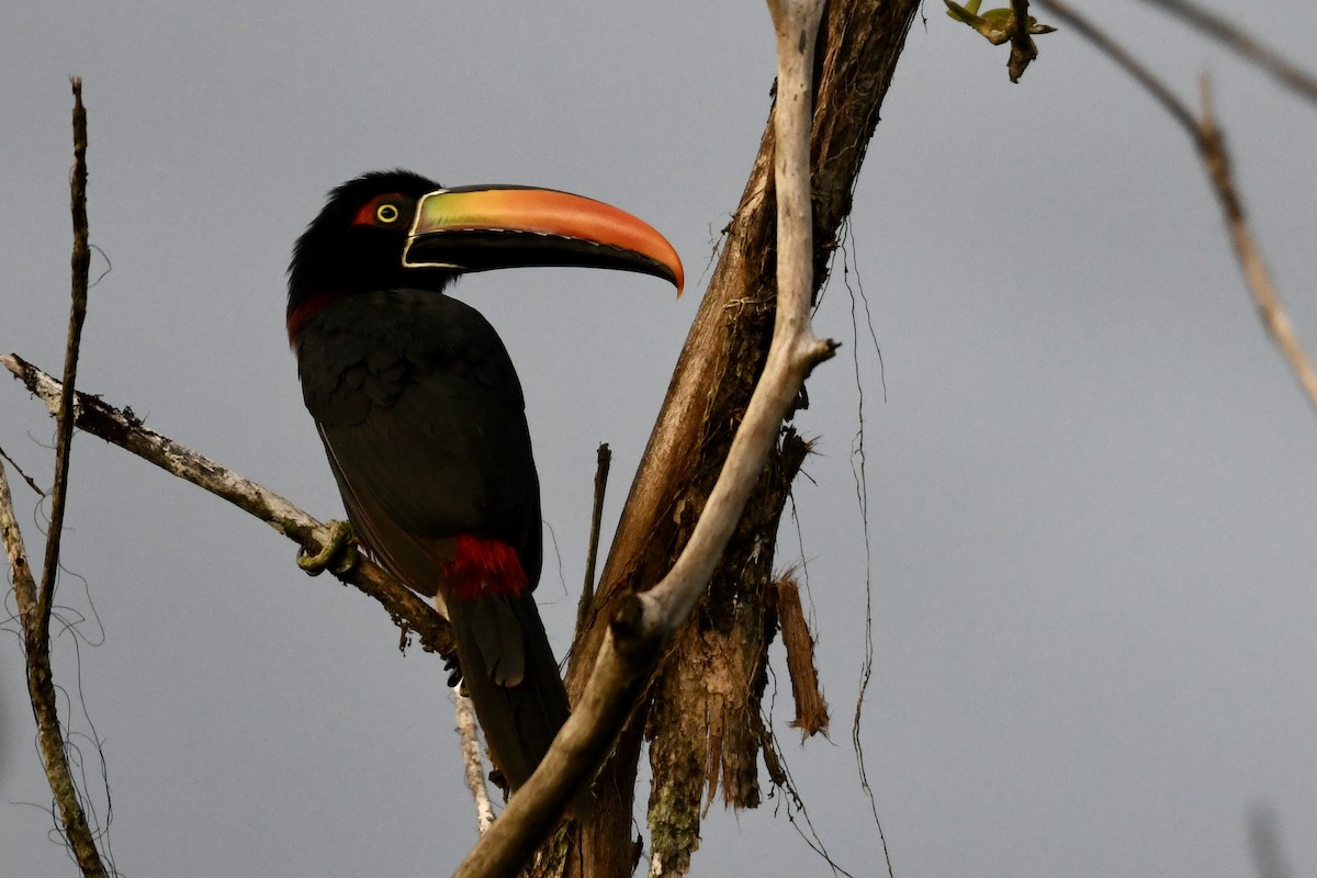Fiery-billed Aracari - ML649819742