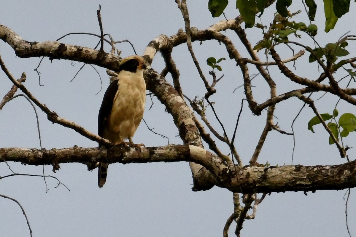 Laughing Falcon - ML649819753