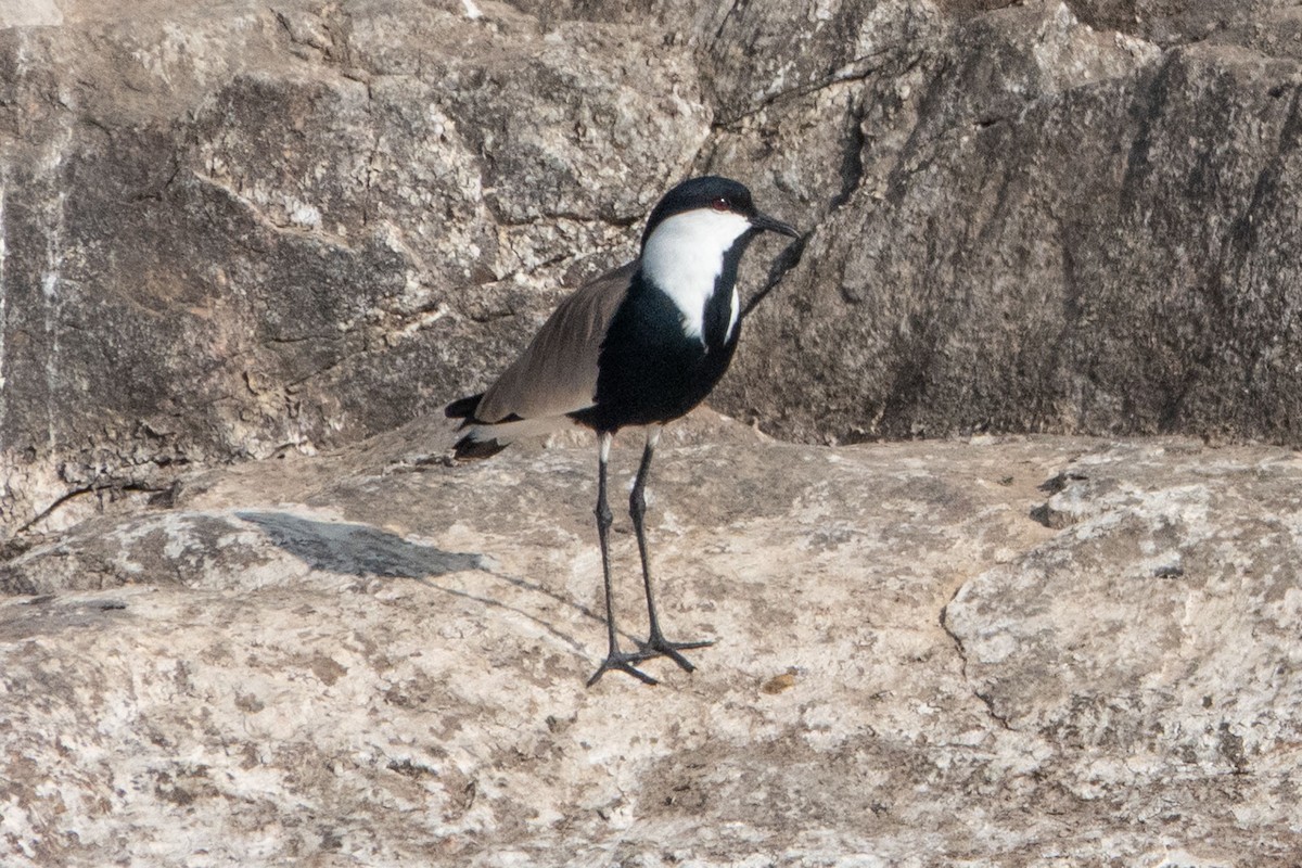 Spornkiebitz - ML649819768