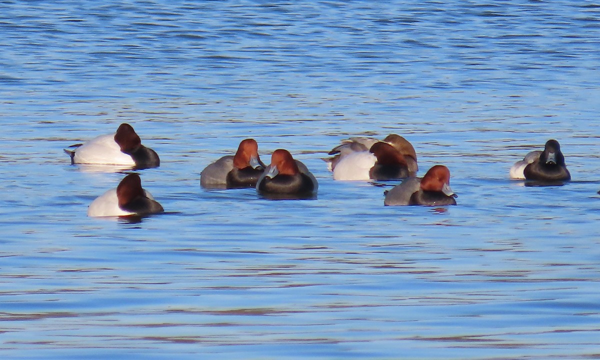 Redhead - ML649820015