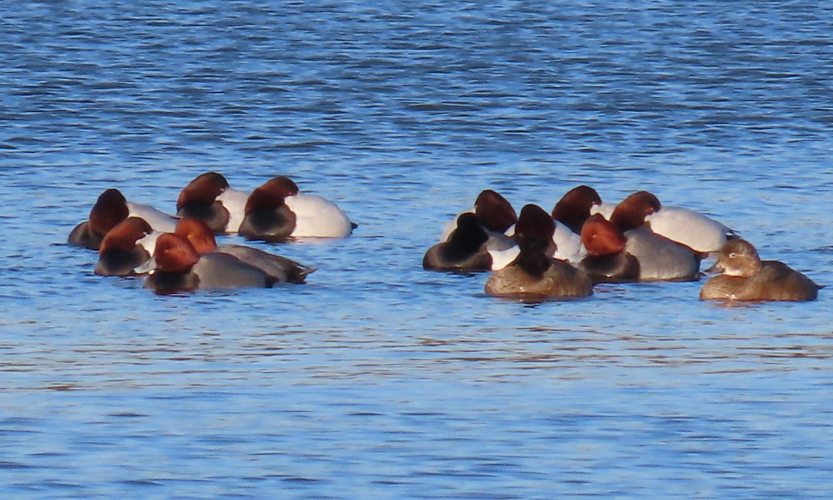 Redhead - ML649820018
